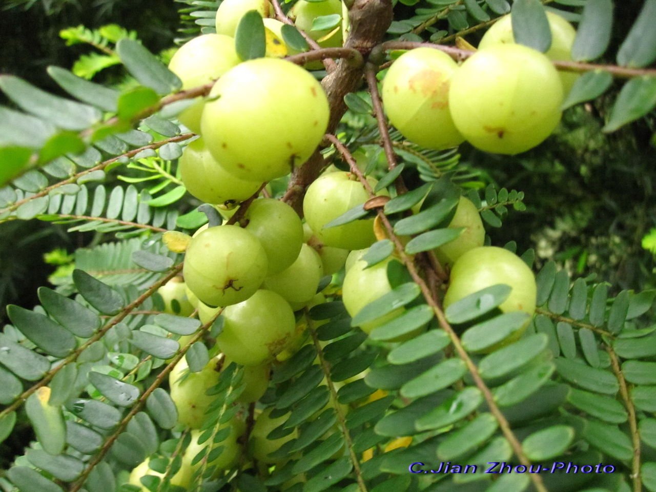 Phyllanthus emblica